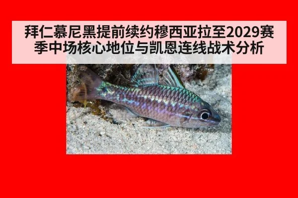 拜仁慕尼黑提前续约穆西亚拉至2029赛季中场核心地位与凯恩连线战术分析
